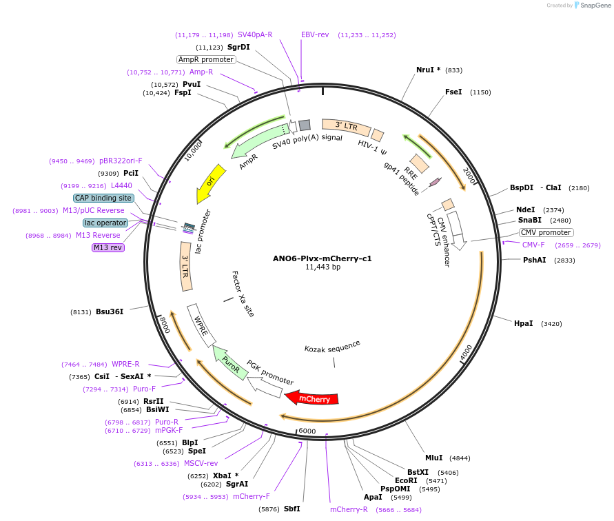 62554-plasmid-map-sequence-id-260845