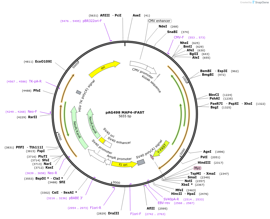 130820-plasmid-map-sequence-id-260849