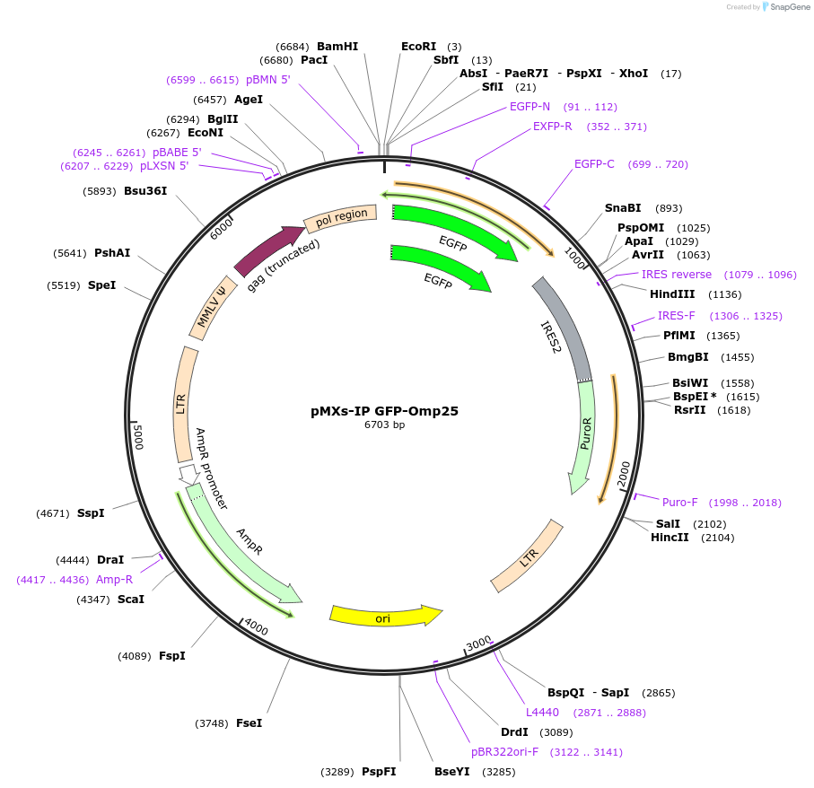 38249-plasmid-map-sequence-id-260856