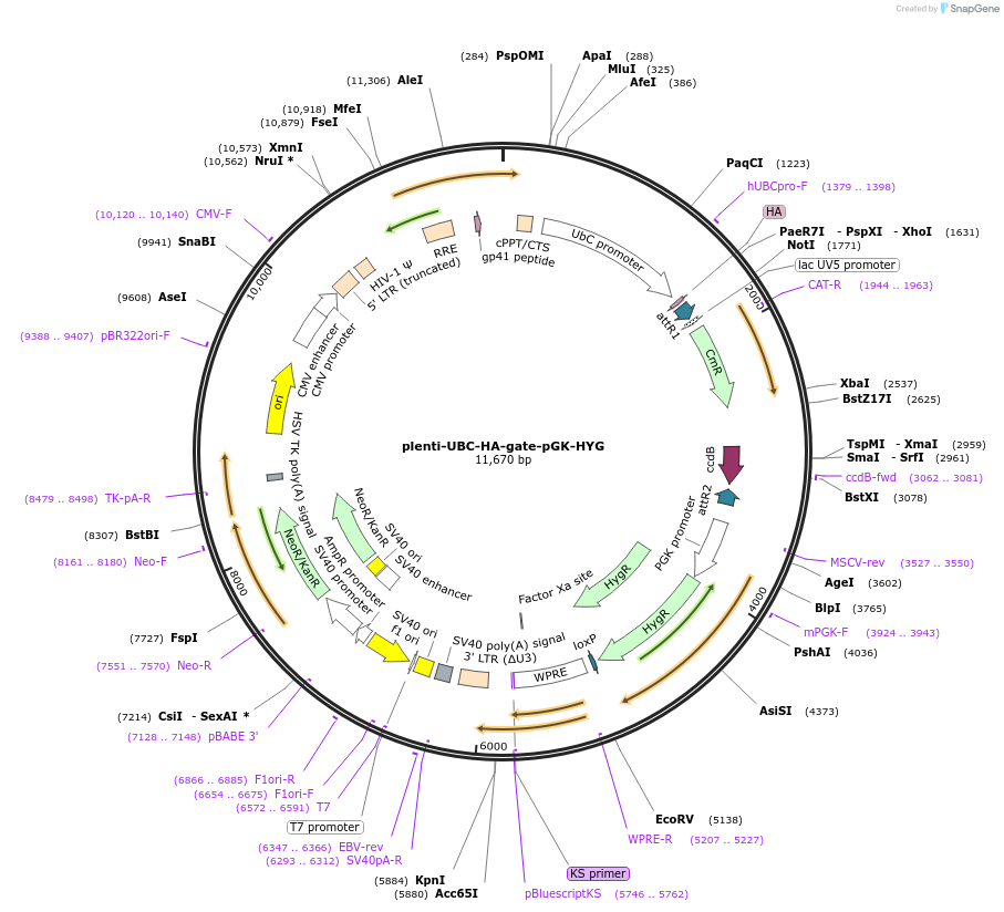 107396-plasmid-map-sequence-id-260860
