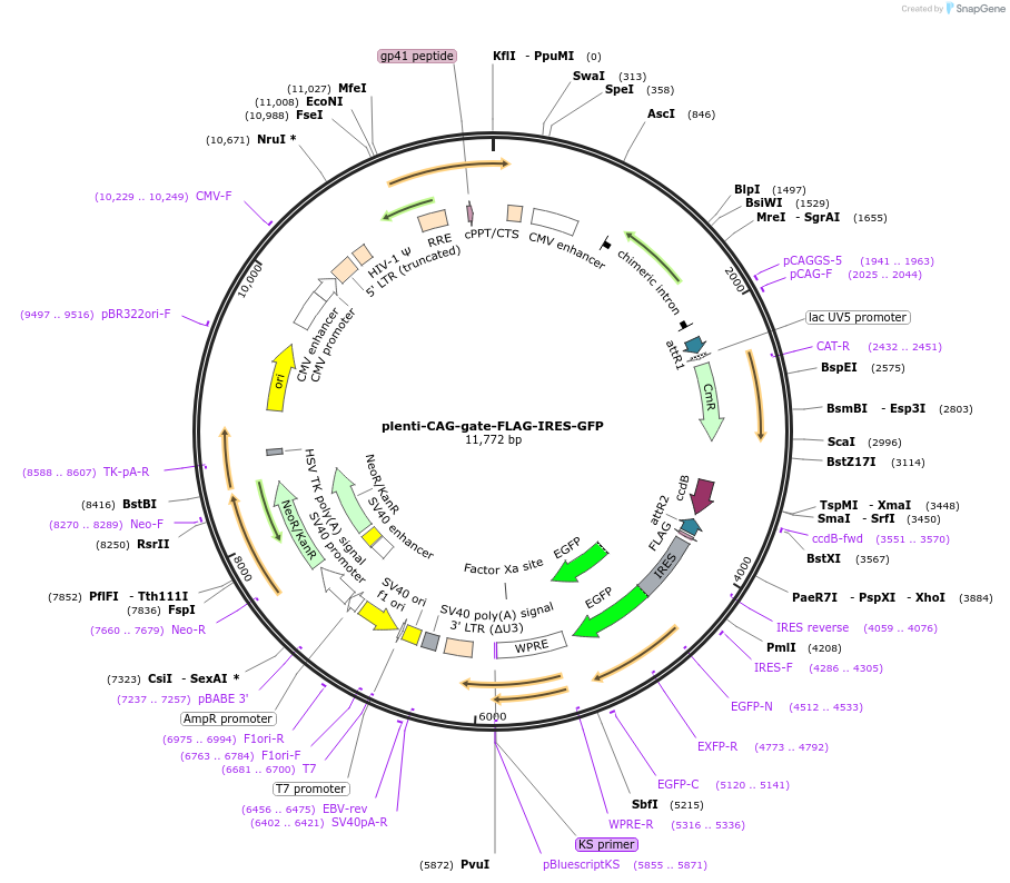 107398-plasmid-map-sequence-id-260863