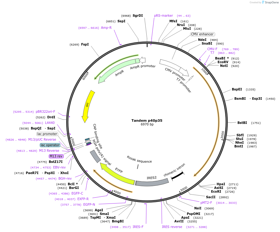108665-plasmid-map-sequence-id-260875