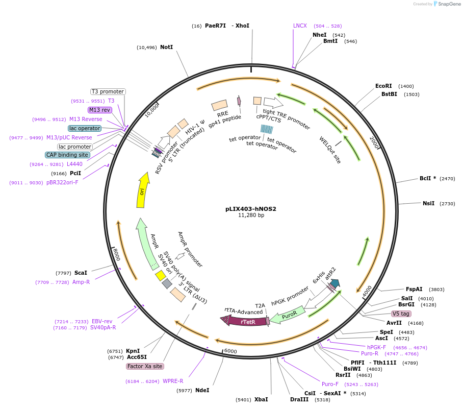 110800-plasmid-map-sequence-id-260892