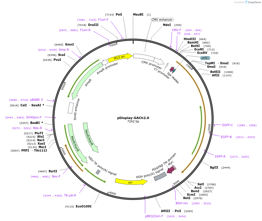 106073-plasmid-map-sequence-id-260902