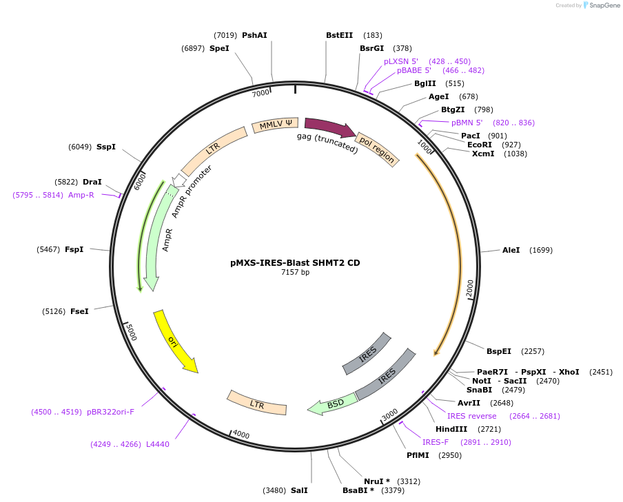 106302-plasmid-map-sequence-id-260904