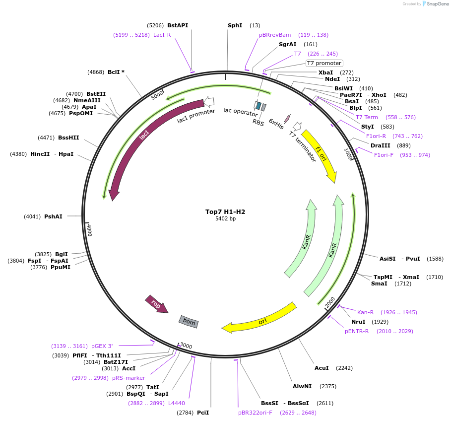 12479-plasmid-map-sequence-id-260921