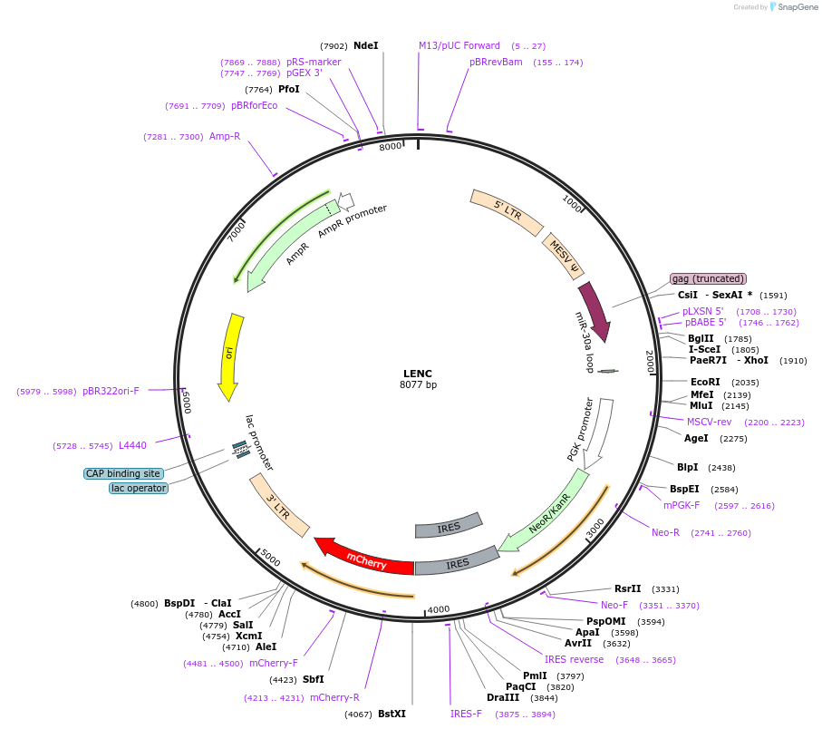 111163-plasmid-map-sequence-id-260922