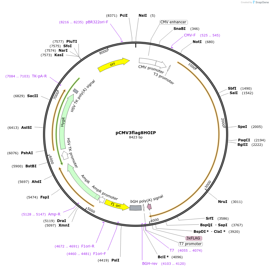 50015-plasmid-map-sequence-id-260926