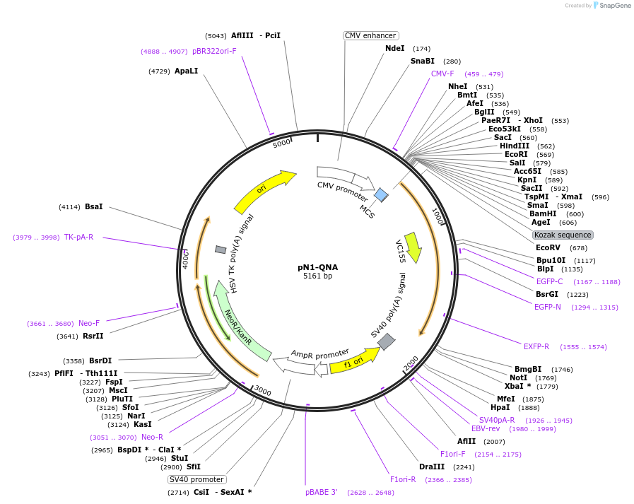 129309-plasmid-map-sequence-id-260936