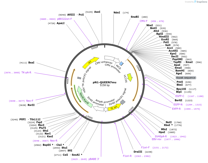129307-plasmid-map-sequence-id-260938