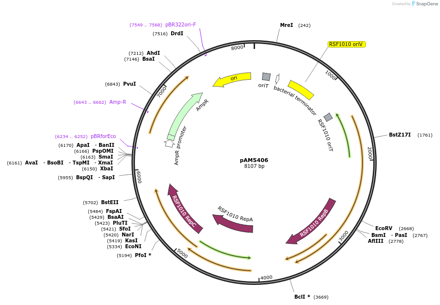 132661-plasmid-map-sequence-id-260939