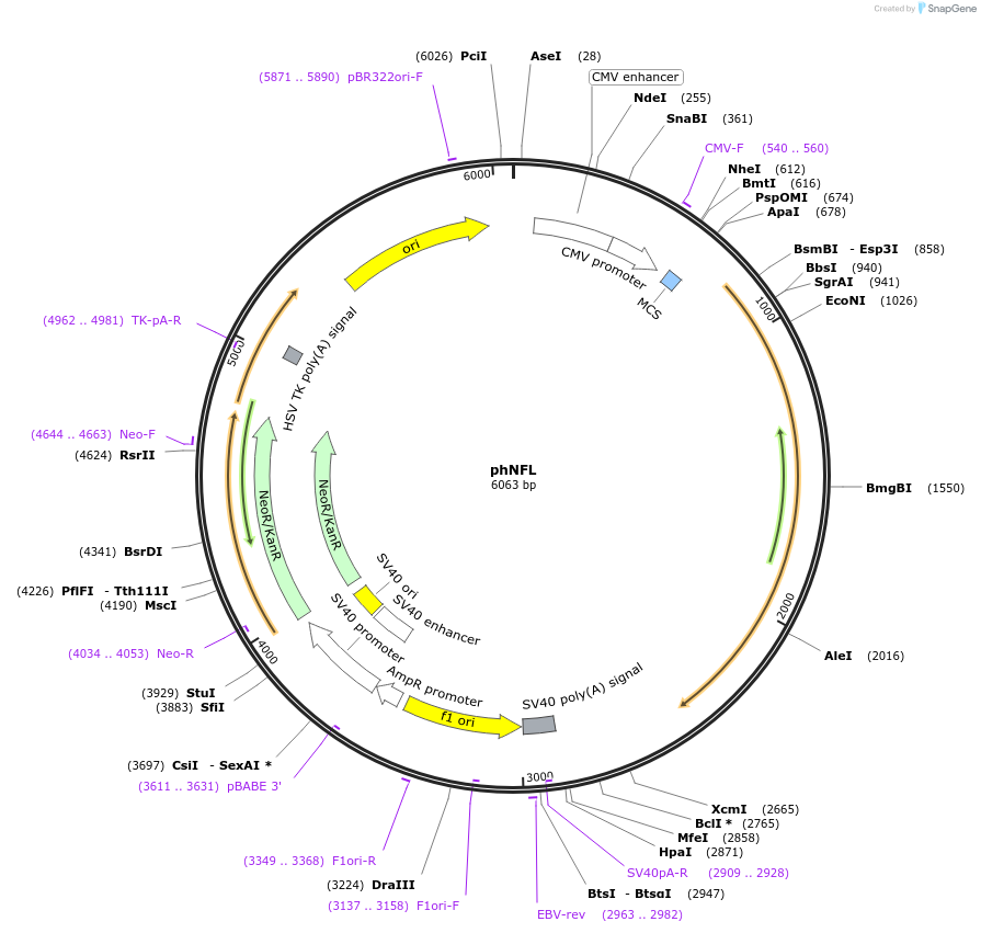 132589-plasmid-map-sequence-id-260941