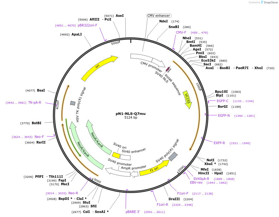 129314-plasmid-map-sequence-id-260942
