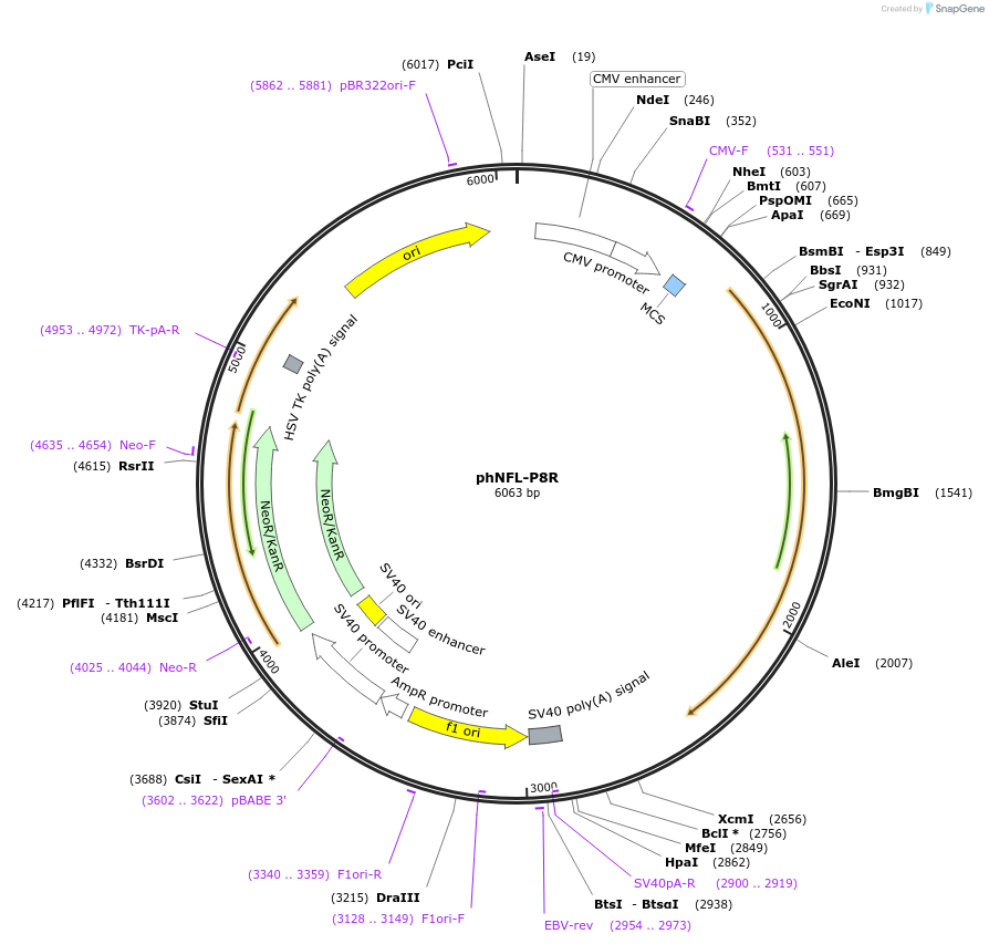 132590-plasmid-map-sequence-id-260943