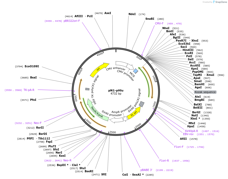 129315-plasmid-map-sequence-id-260944