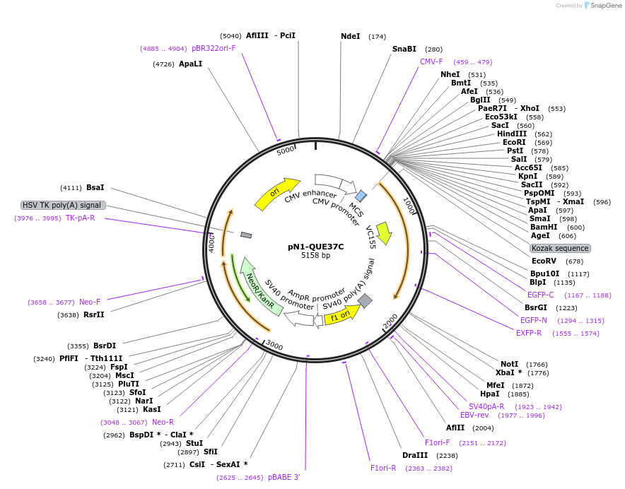 129318-plasmid-map-sequence-id-260946