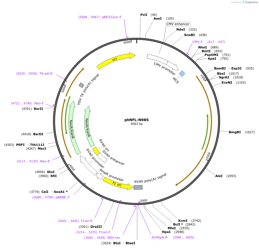 132592-plasmid-map-sequence-id-260947