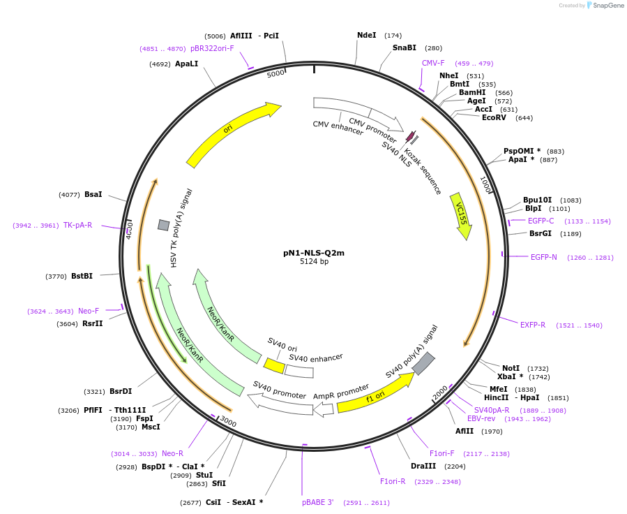 129319-plasmid-map-sequence-id-260948