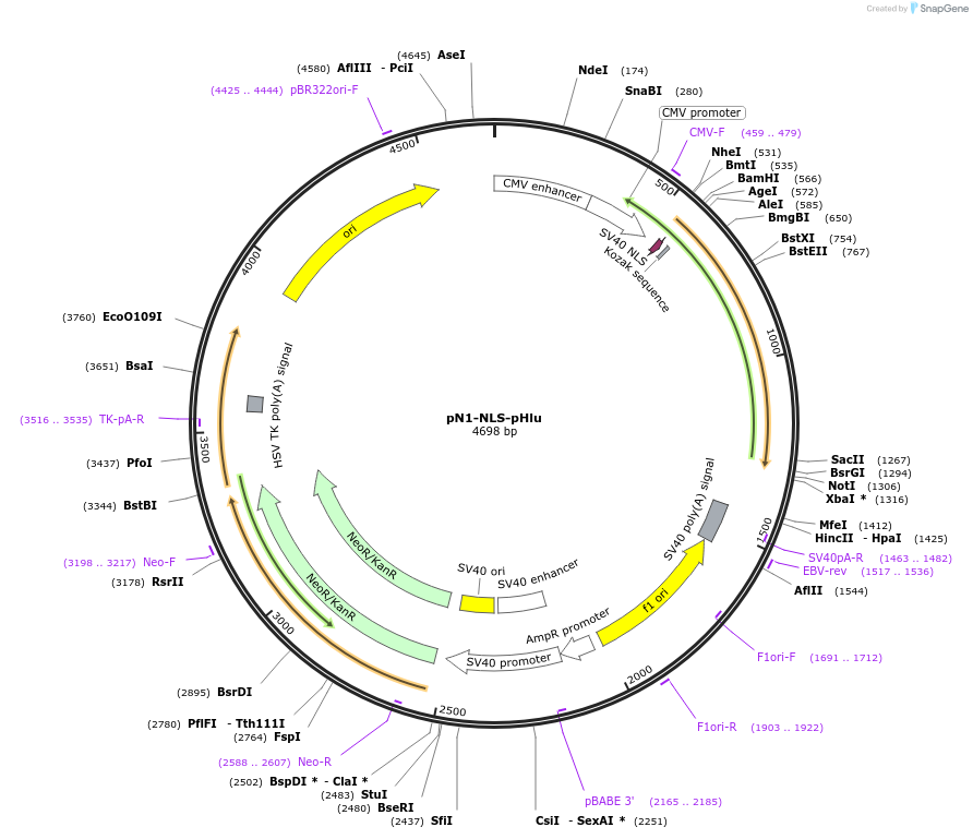129320-plasmid-map-sequence-id-260949