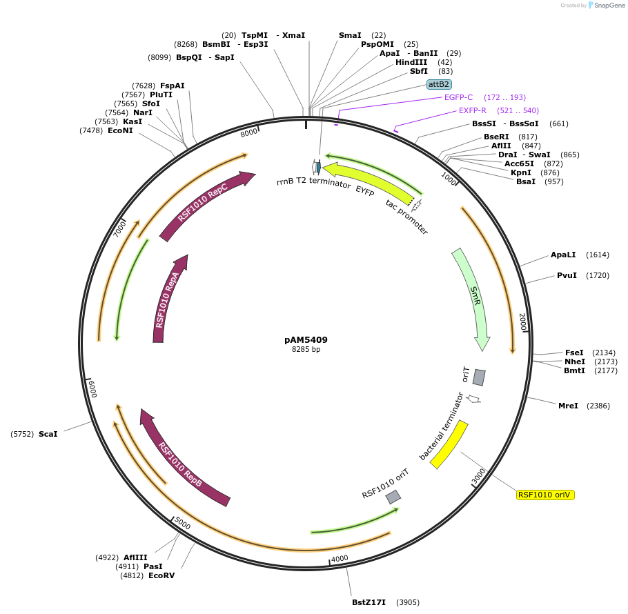 132662-plasmid-map-sequence-id-260954