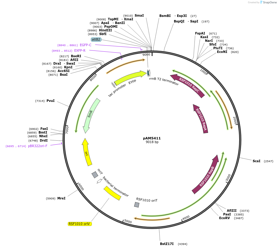 132663-plasmid-map-sequence-id-260955