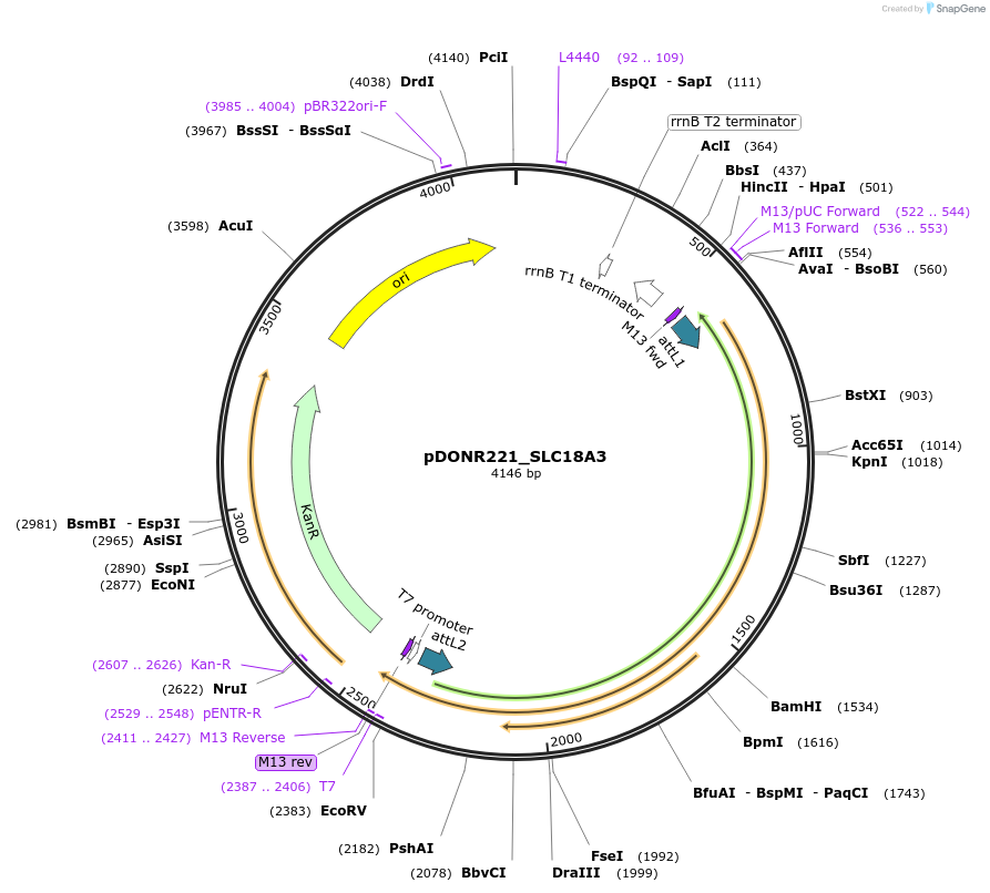 132009-plasmid-map-sequence-id-260959