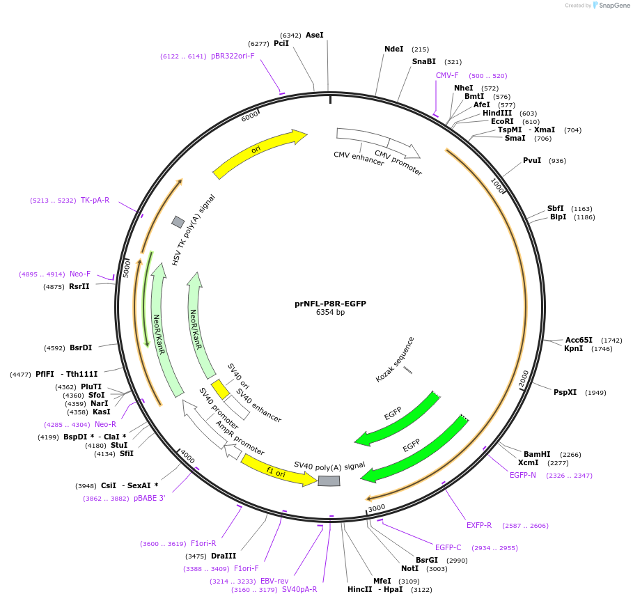 132598-plasmid-map-sequence-id-260971