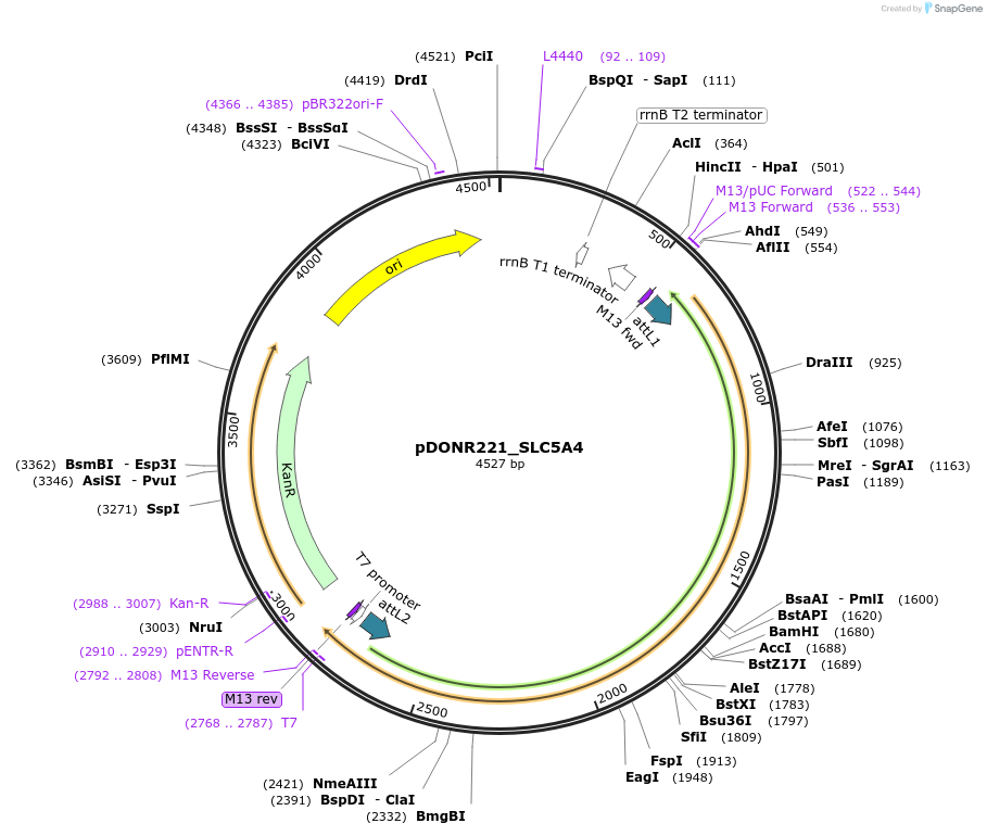 132170-plasmid-map-sequence-id-260980