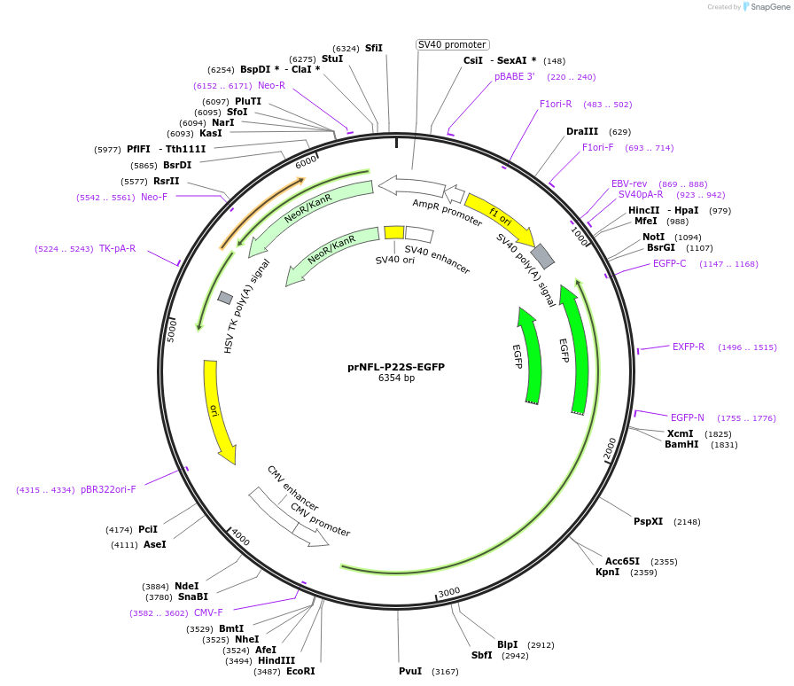 132594-plasmid-map-sequence-id-260981