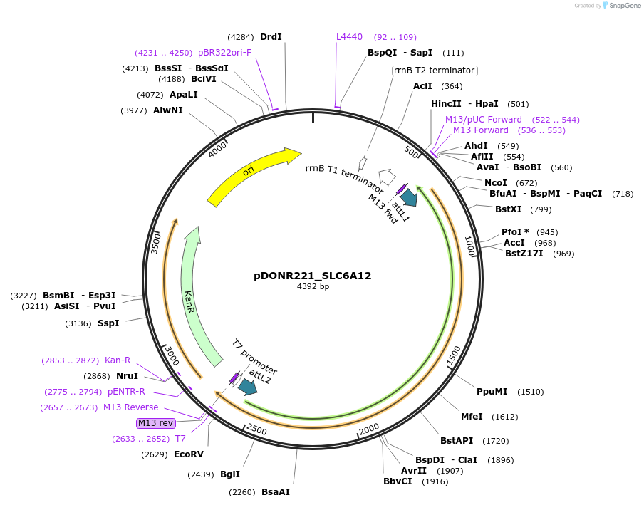 132171-plasmid-map-sequence-id-260985