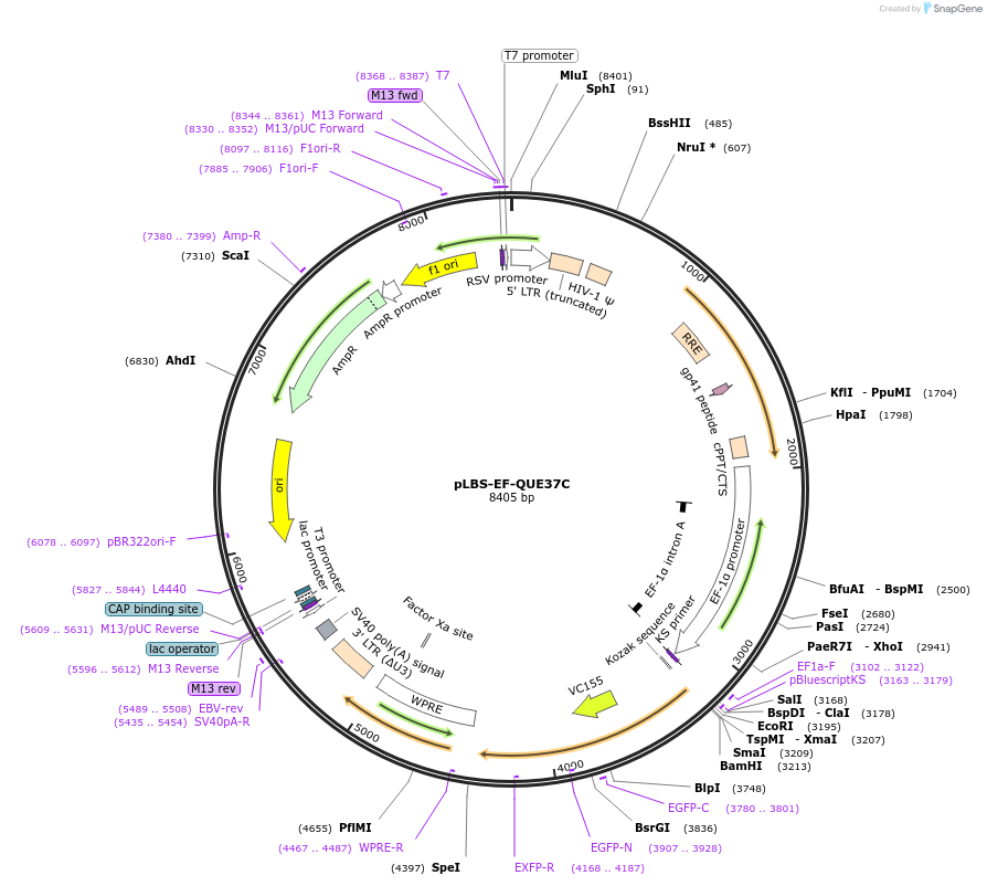 129338-plasmid-map-sequence-id-260996