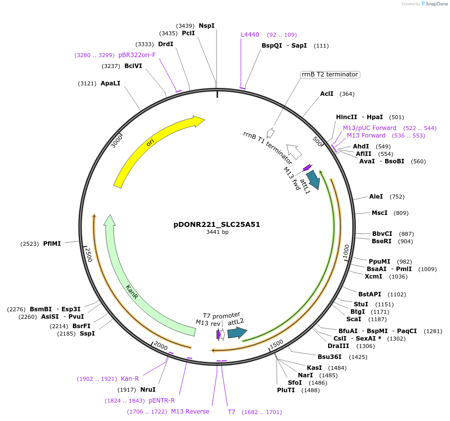 132019-plasmid-map-sequence-id-261006