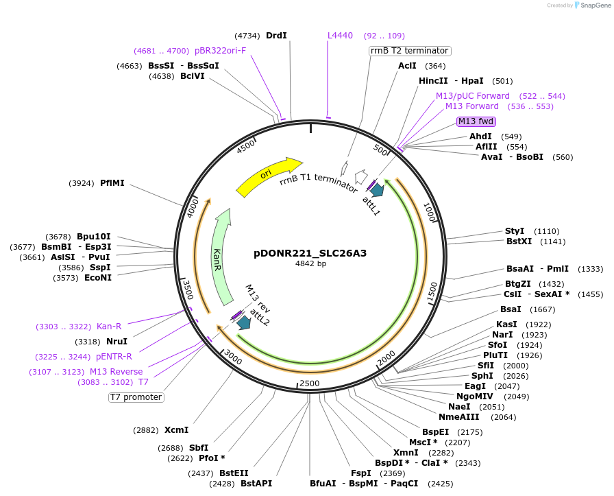 132020-plasmid-map-sequence-id-261012