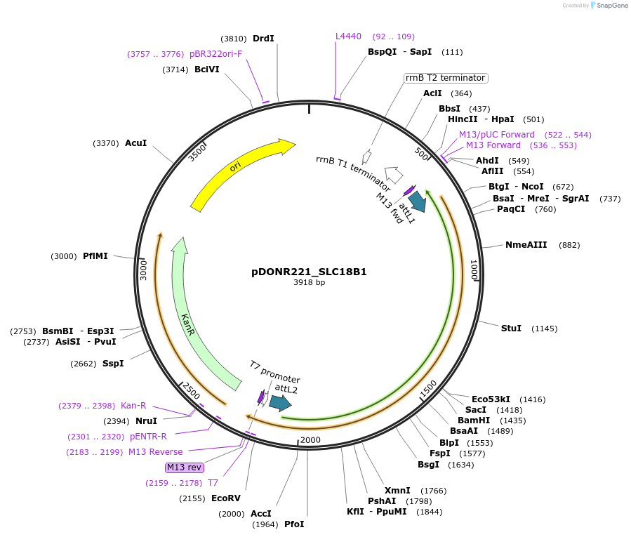 132021-plasmid-map-sequence-id-261013
