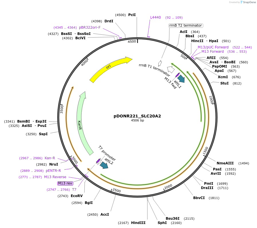 132022-plasmid-map-sequence-id-261014