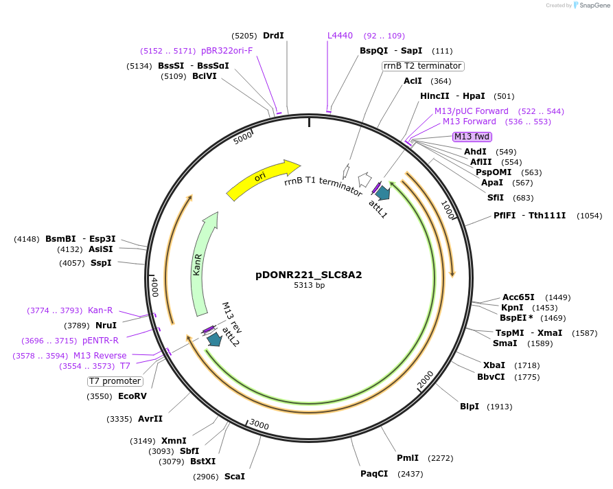 132174-plasmid-map-sequence-id-261071