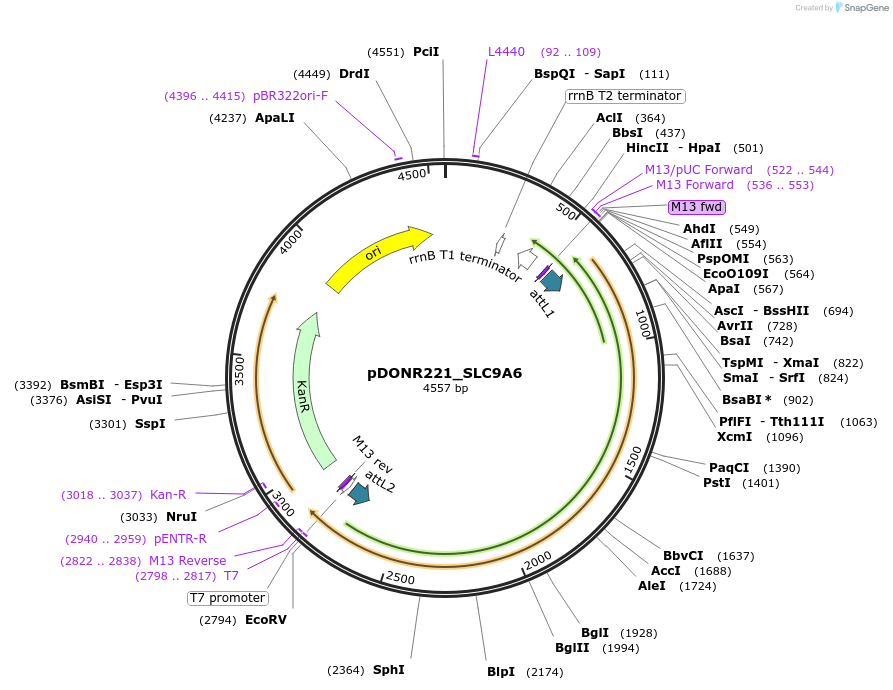 132175-plasmid-map-sequence-id-261072