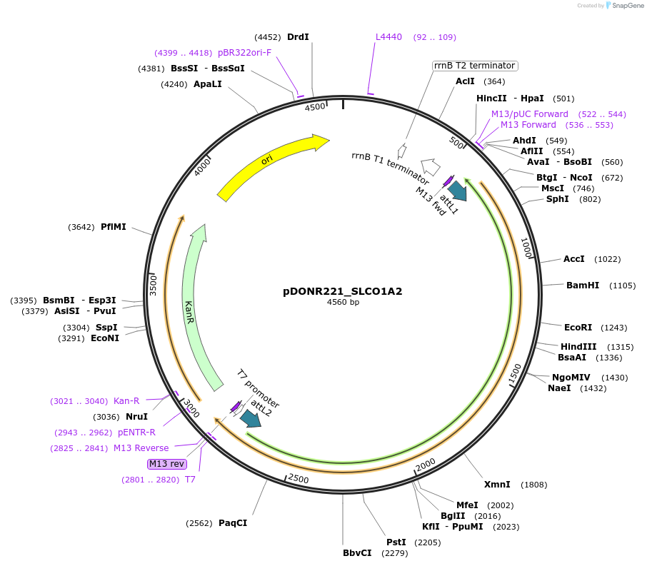 132176-plasmid-map-sequence-id-261073
