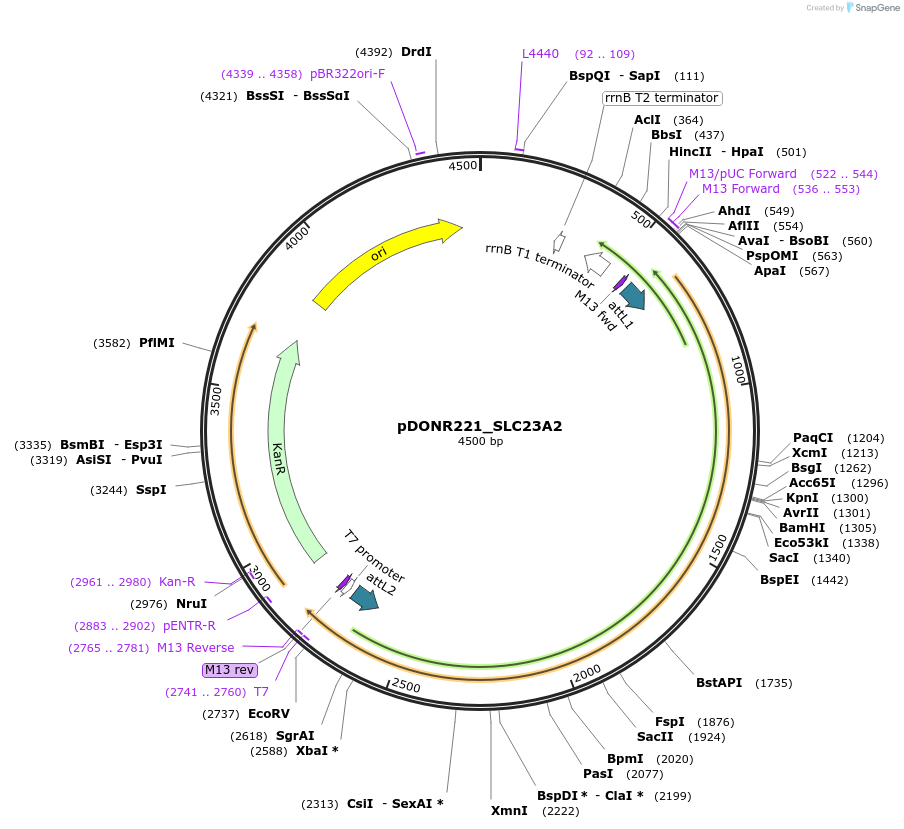 132025-plasmid-map-sequence-id-261076