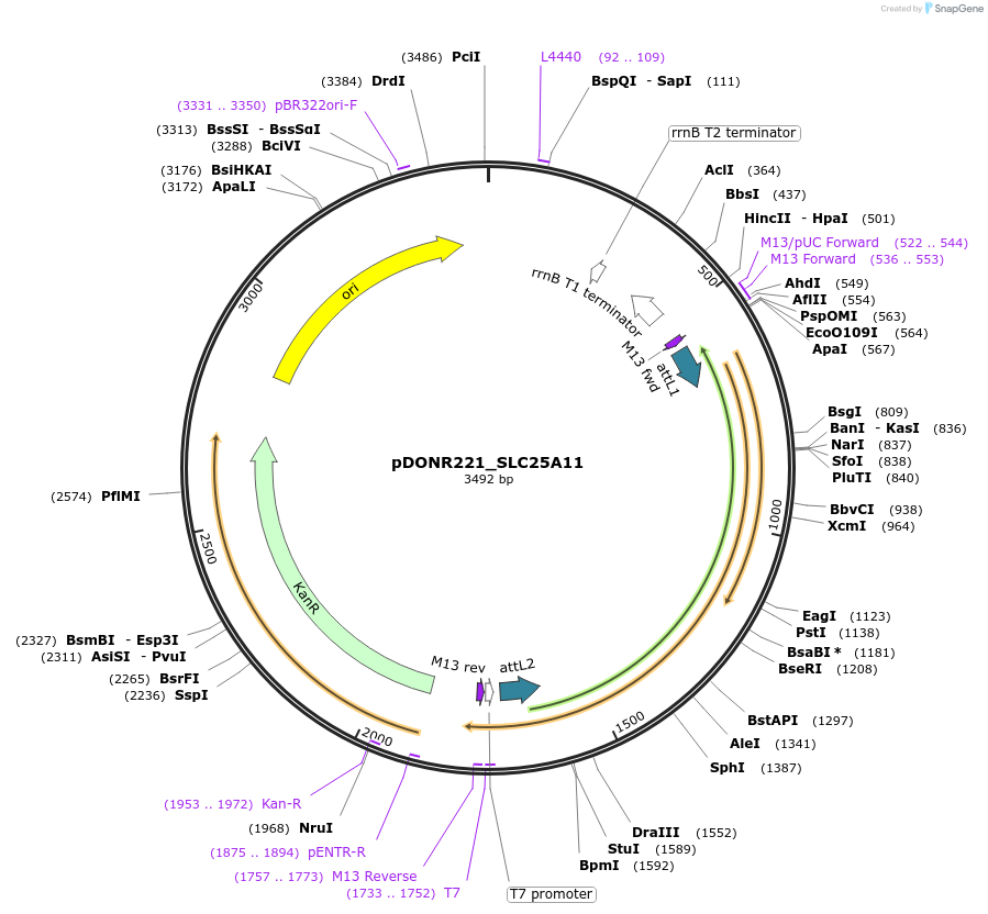 132026-plasmid-map-sequence-id-261078
