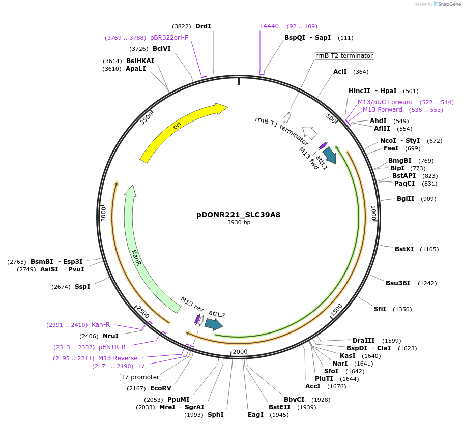 132177-plasmid-map-sequence-id-261080