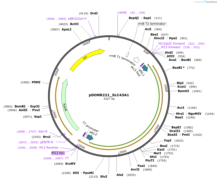 132178-plasmid-map-sequence-id-261086