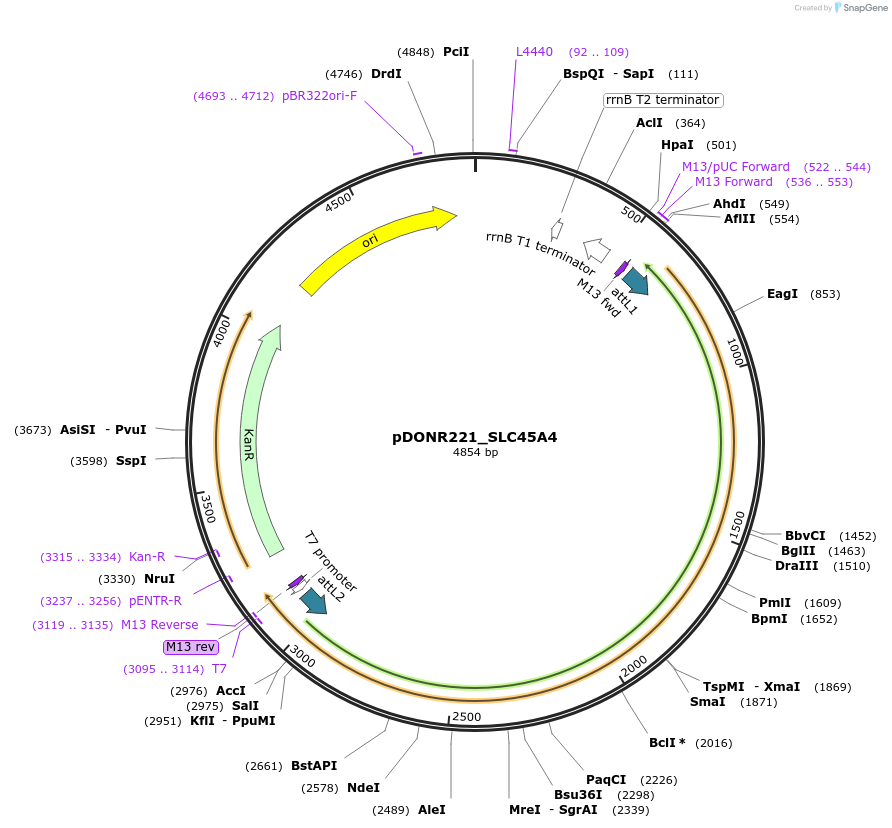 132179-plasmid-map-sequence-id-261090