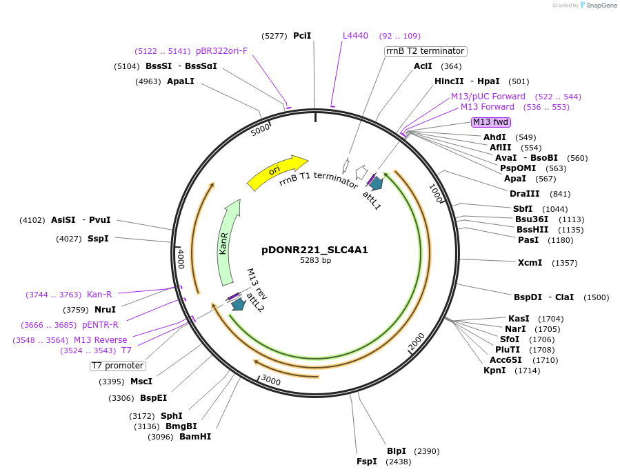 132180-plasmid-map-sequence-id-261092