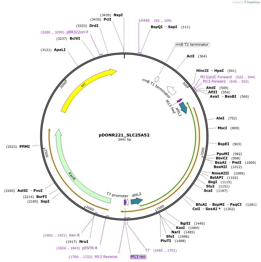 132031-plasmid-map-sequence-id-261094