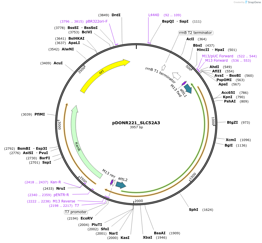 132181-plasmid-map-sequence-id-261095
