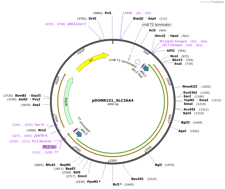 132032-plasmid-map-sequence-id-261096
