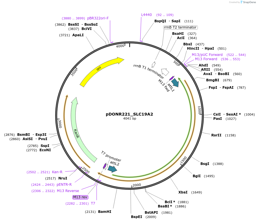 132033-plasmid-map-sequence-id-261098