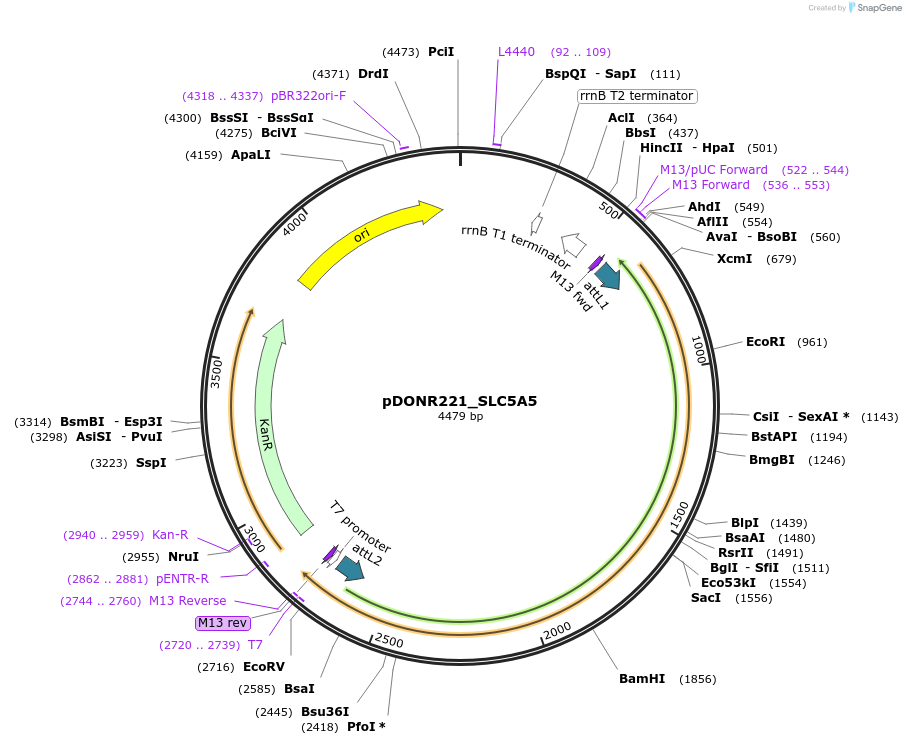 132182-plasmid-map-sequence-id-261099