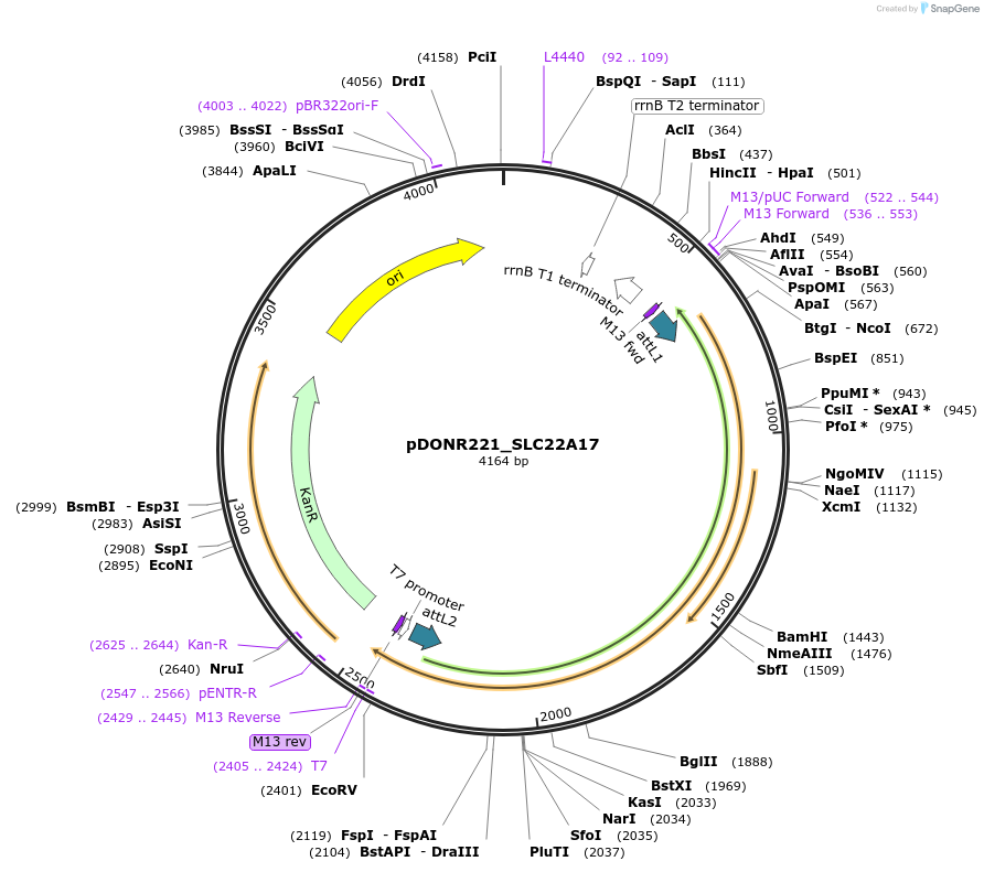 132035-plasmid-map-sequence-id-261105